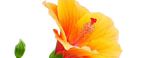 MASSAGE THERAPIST MAUI