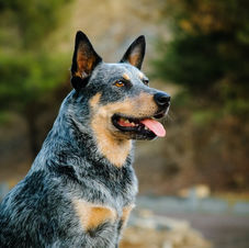 Australian-Cattle-Dog.jpeg