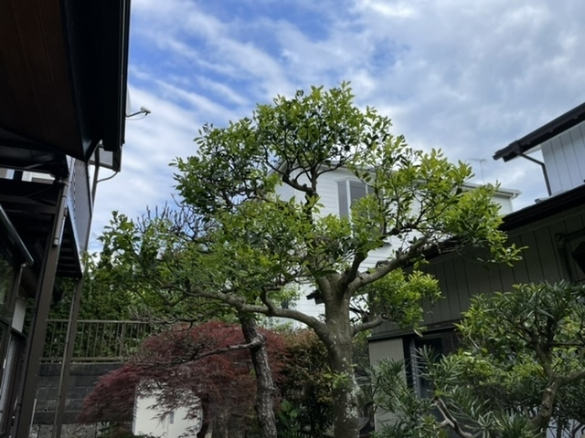 新緑。横浜市の造園屋さん庭和。