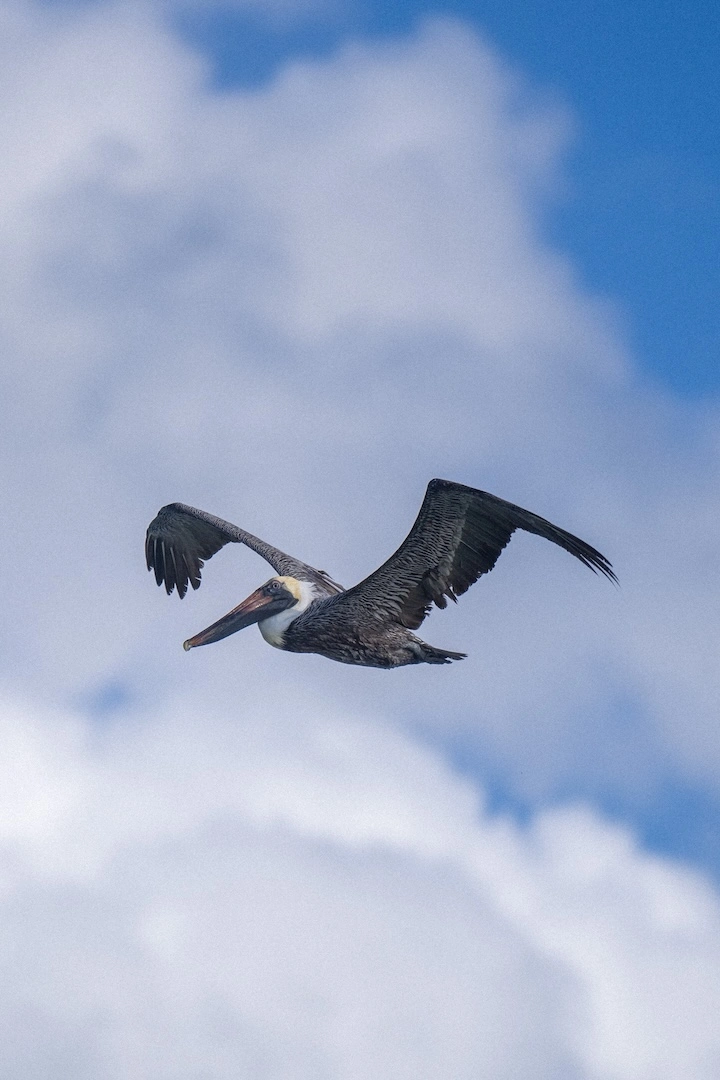 Albatros flying above Playa Paraíso in Tulum