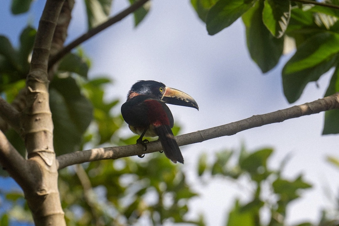 Bird in the garden at Azul Nomeolvides