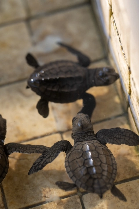 turtle hatchlings