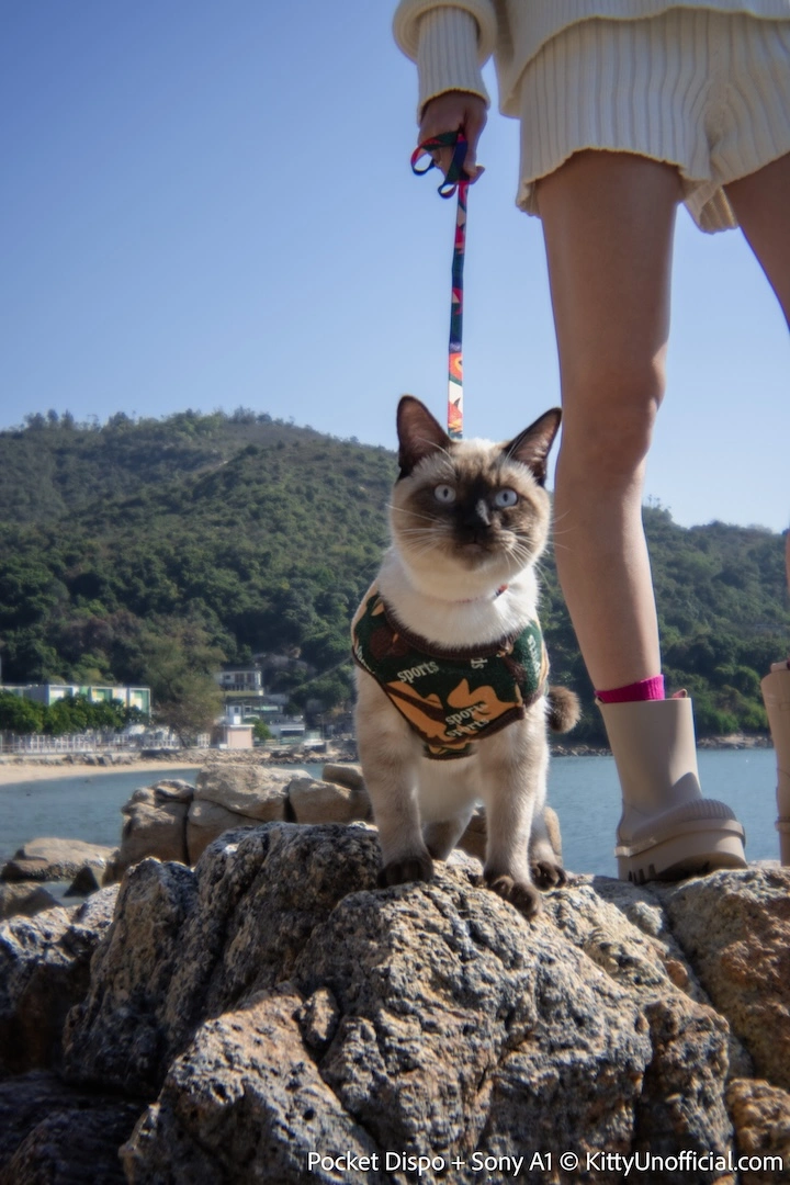 Kitty Unofficial's siamese cat