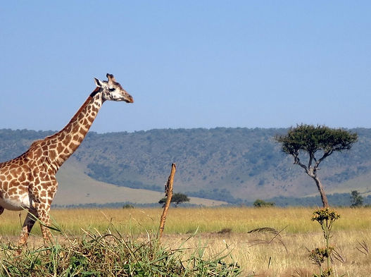 giraffe-2369813_1280.jpg