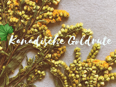 Kanadische Goldrute