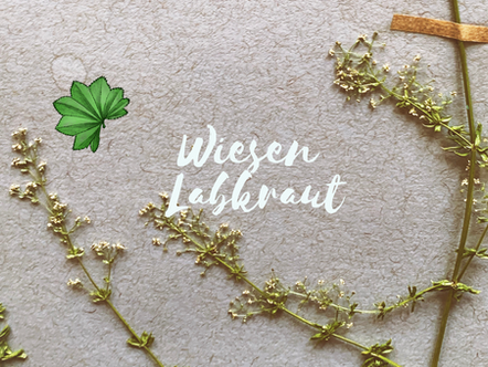 Wiesen-Labkraut