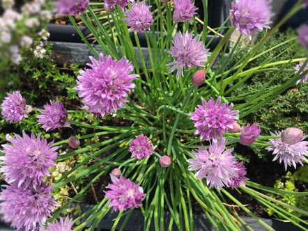 Blüten in vielen bunten Farben