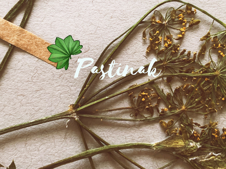 Pastinake