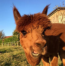 Hitch the Alpaca