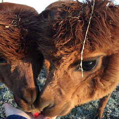 alpacas eating apples
