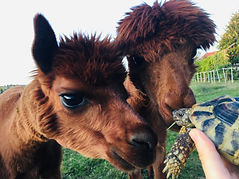 alpacas with tortoise