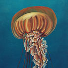Pacific sea nettle jellyfish
