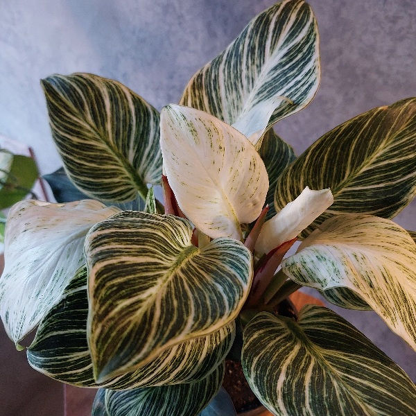 Thumbnail: Philodendron Birkin M
