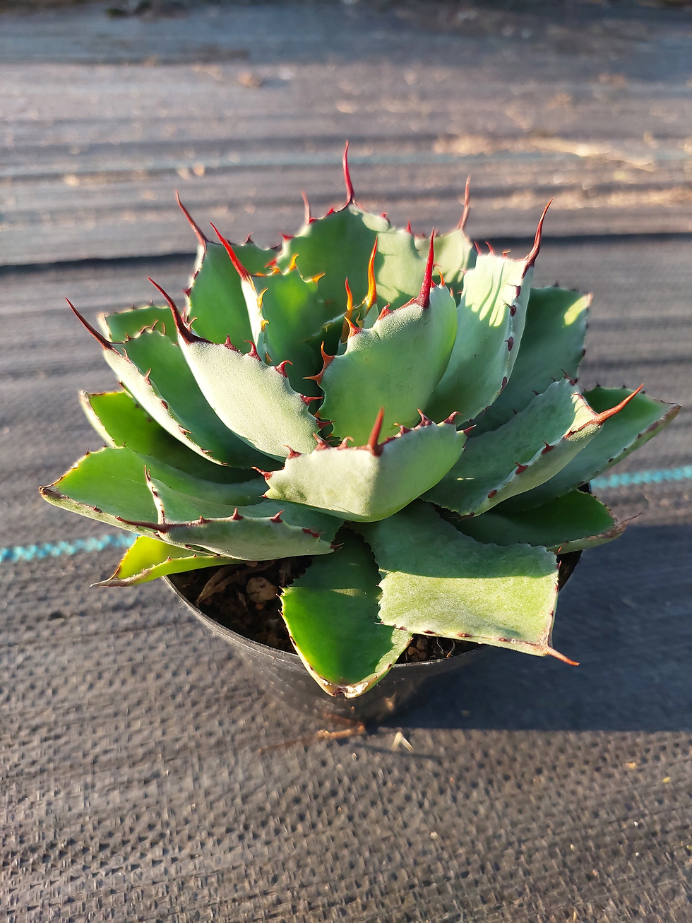 Thumbnail: Agave Potatorum S