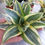 Thumbnail: Sansevieria Hahnii Golden S