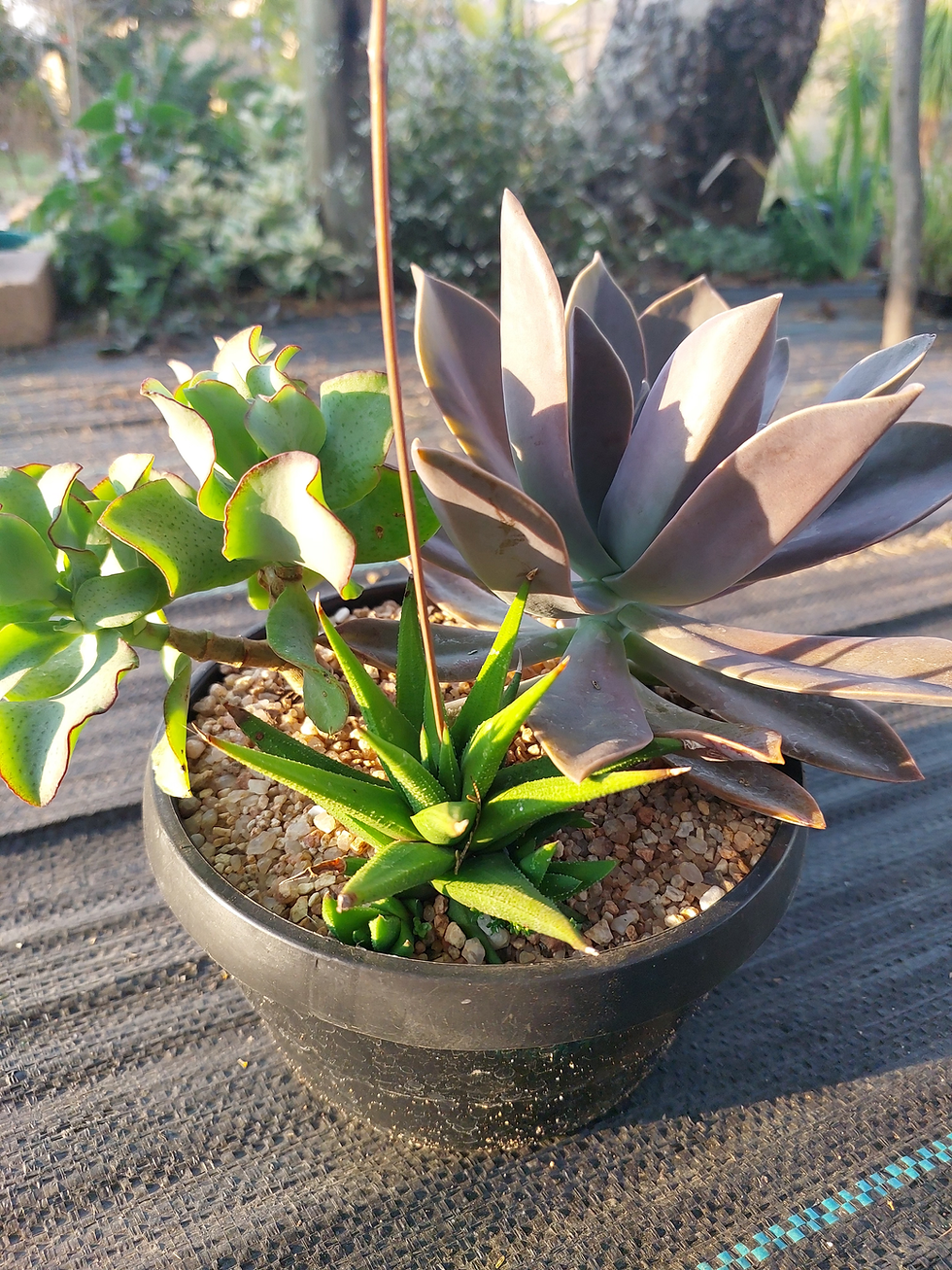 Thumbnail: Succulent Arrangement M (A04)