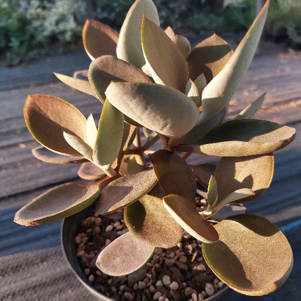 Kalanchoe Orgyalis M