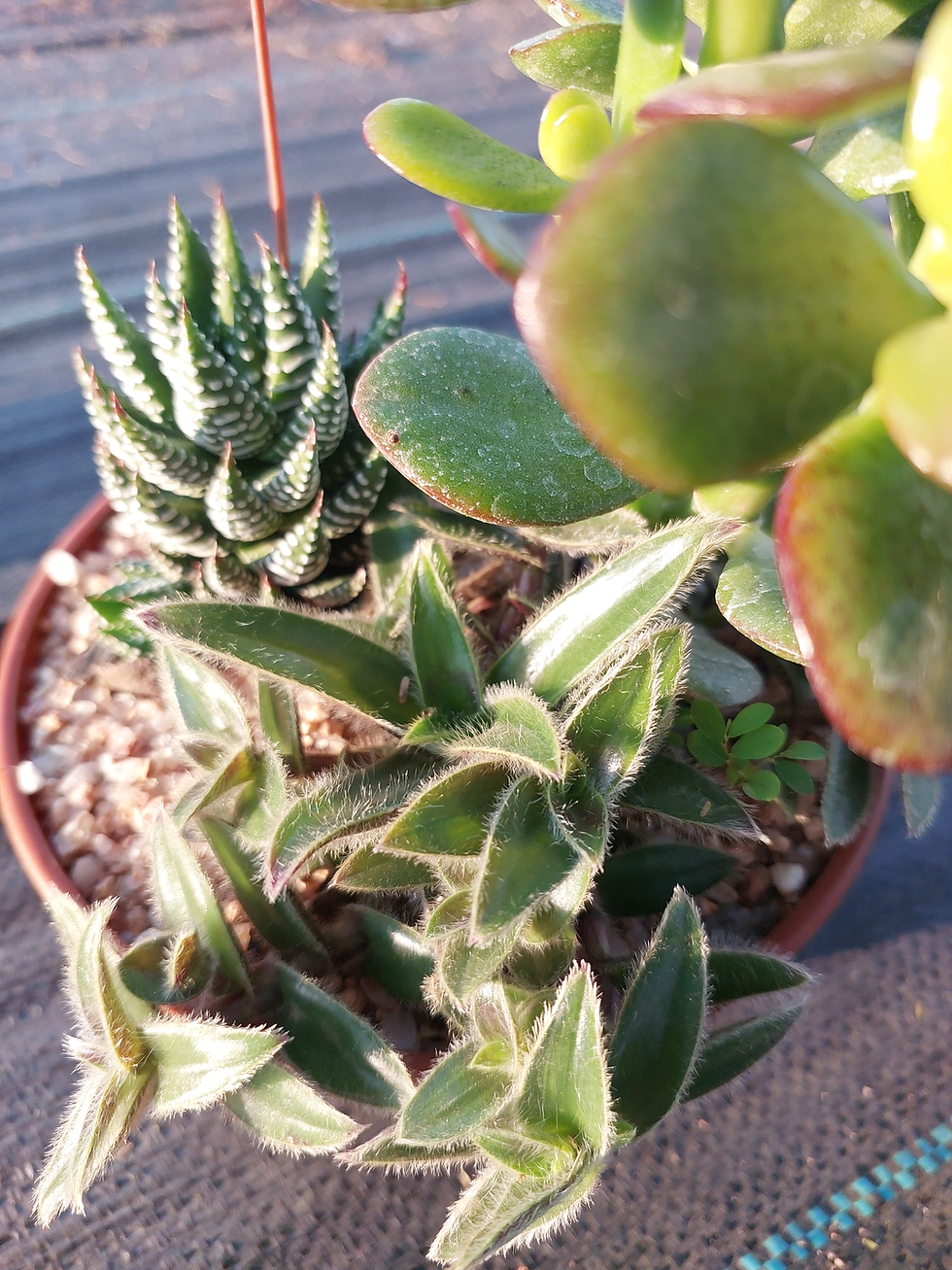 Thumbnail: Succulent Arrangement M (A06)