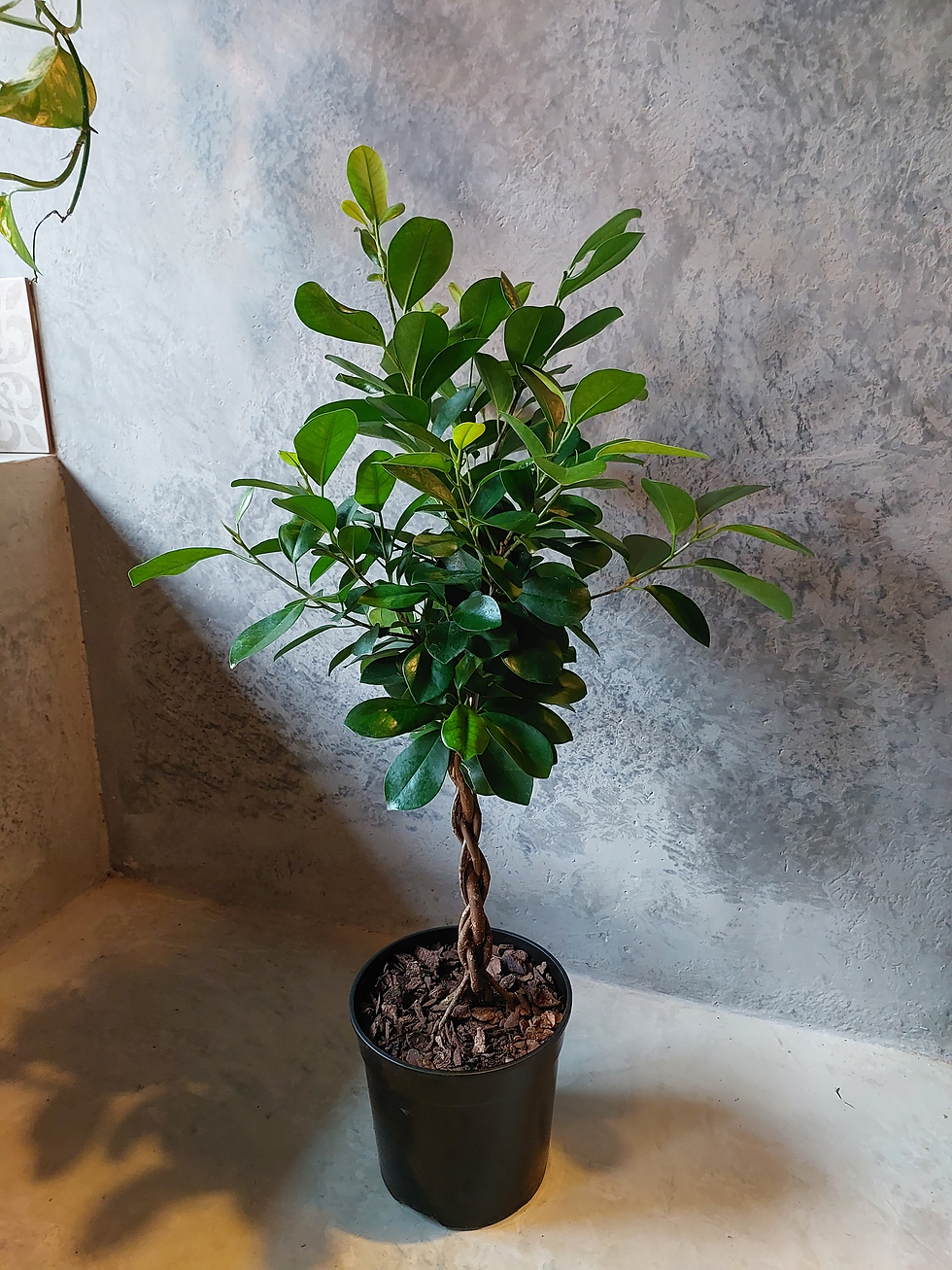 Ficus Moclame Braided L