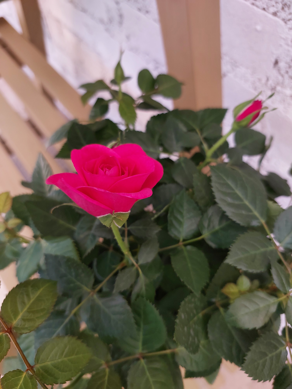 Thumbnail: Rose Pink M 