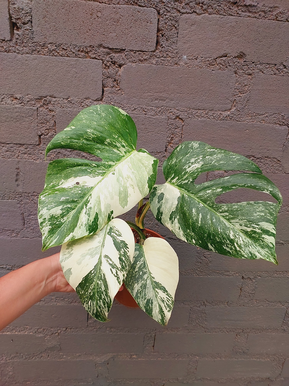 Thumbnail: Monstera Albo Variegata M