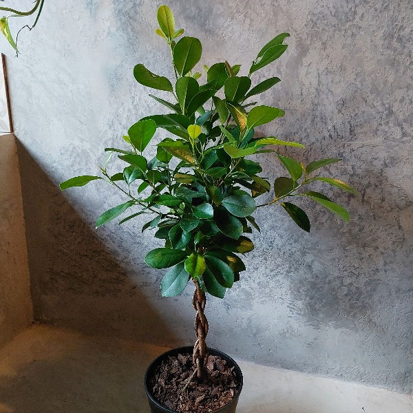 Thumbnail: Ficus Moclame Braided L