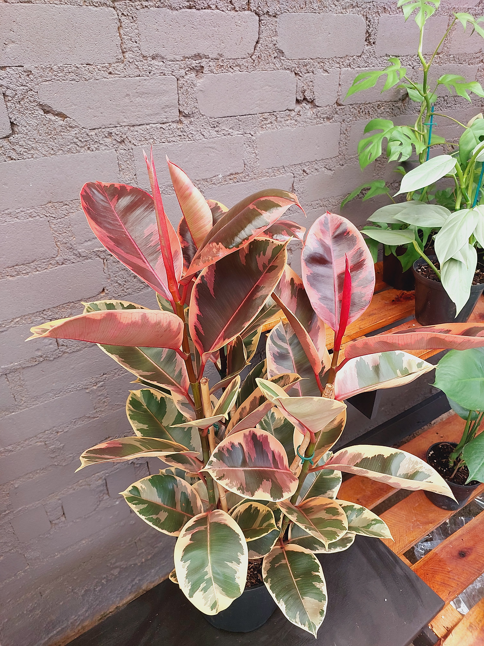 Thumbnail: Ficus Elastica Ruby XL