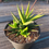 Thumbnail: Haworthia S (H01)