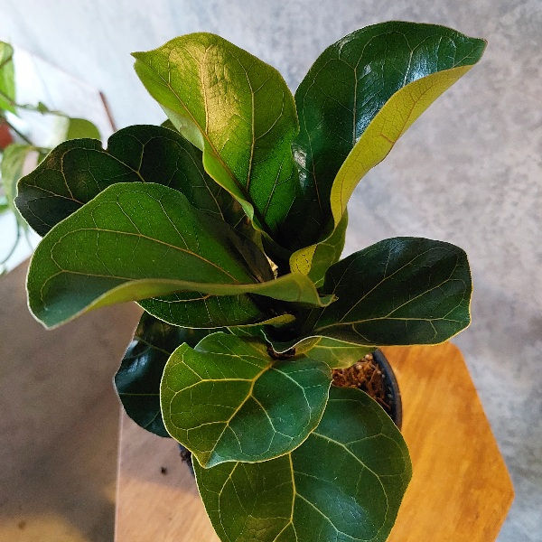 Thumbnail: Ficus Lyrata Bambino M