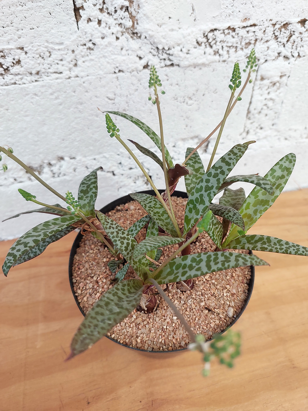 Thumbnail: Leopard Lilly S