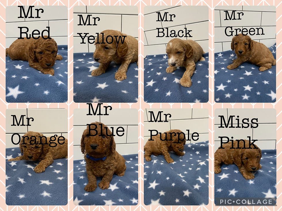 Eight spoodle puppies at 5 weeks old, each wearing a different coloured collar (red, yellow, black, green, orange, blue, purple, and pink) shown individually on a star-patterned blue blanket.