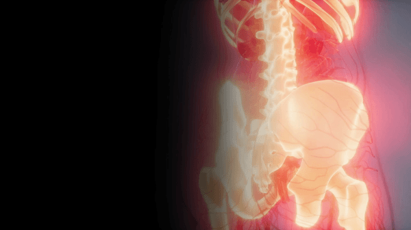 Lumbo-Pelvic Regeneration.gif