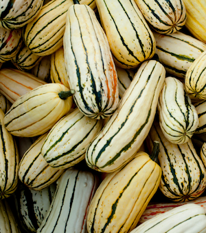 Delicatta Squash 