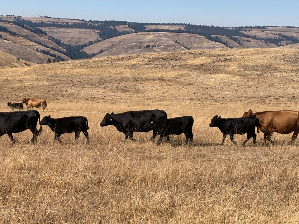 Cows in pasture