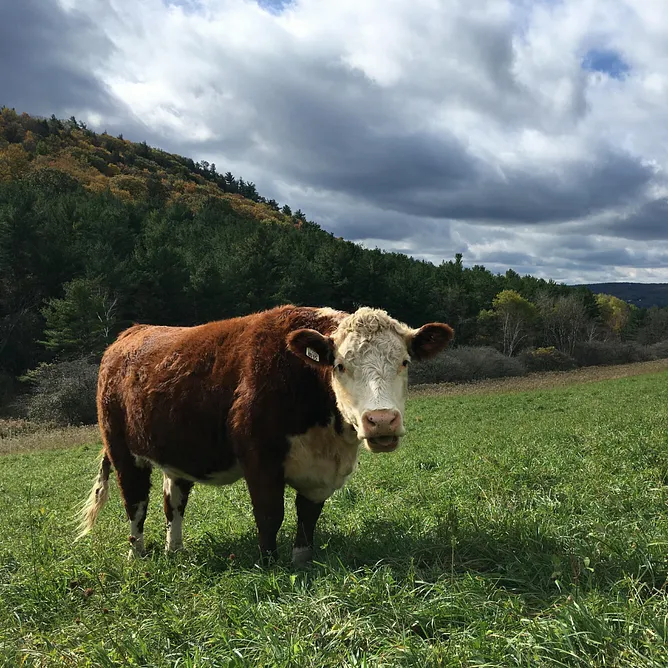 Grassfed cow in field via Sleeping Lion Farm