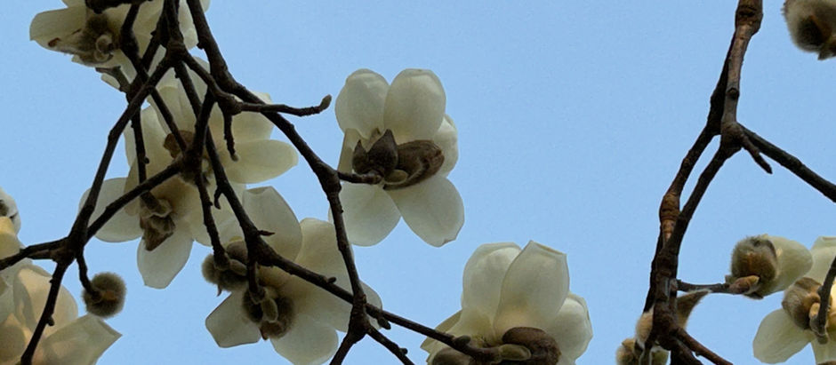 水色の空にマグノリアが満開です。