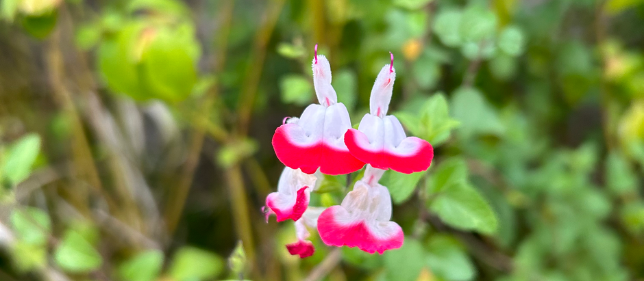 チェリーセージ