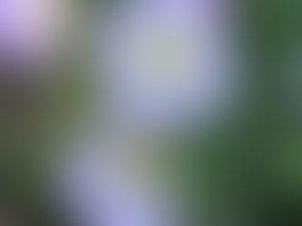 ヒルザキツキミソウ