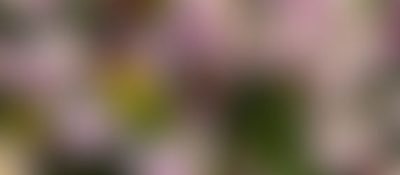 桃始笑(写真は沈丁花ですが)