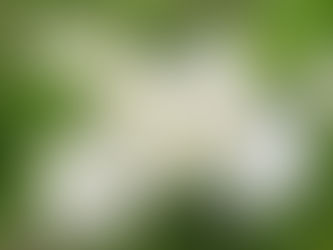 大手毬「恋の日」