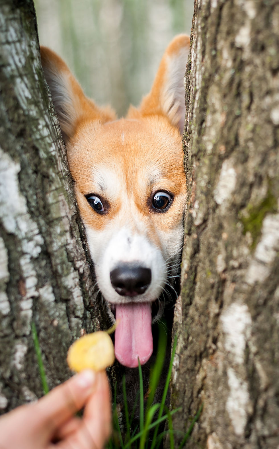 GIVE YOUR BARK, SOME BITE - Mellor&Smith Underdog Brands Paul Mellor