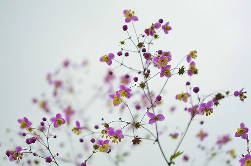 flowers-870557_1280.jpg