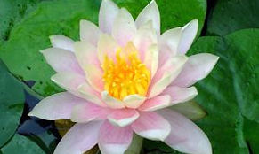 lotus-flower02-1-677064-m.jpg
