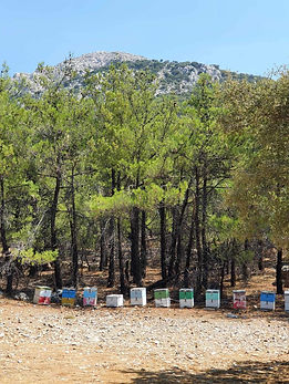 crete beehives.JPG