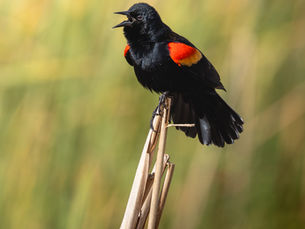 A male Red-Winged Blackbird sings as it rests on top of a dried-up reed in my backyard