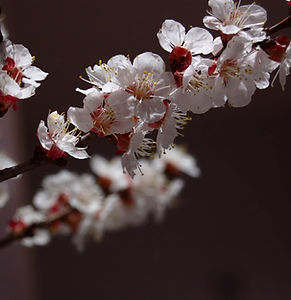 prunus dulcis.jpg