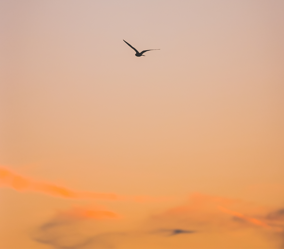 Waypoint Coastal Sunset_edited.png