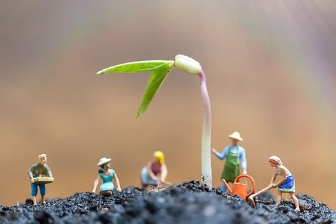 planting a seed