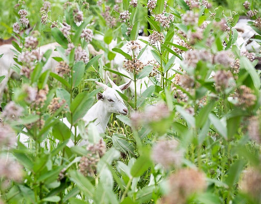 WhatsApp Image 2024-11-14 at 6.37.03 AM.jpeg