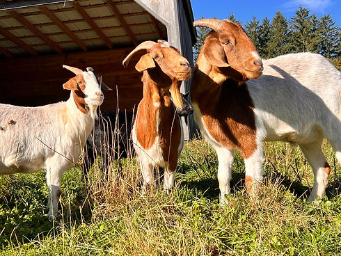 WhatsApp Image 2024-10-31 at 10.54.58 AM.jpeg